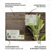 Salbei Samen - Heilkräuter Saatgut aus biologischem Anbau Produktbild-Vorschau 5