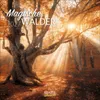 Korsch Kalender 2027 Magische Wälder mit großem Bild und Produktbild-Vorschau 1