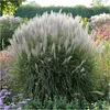 Stauden Gänge 1 x Miscanthus sinensis 'Silberspinne' im 1 Produktbild-Vorschau 7