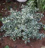 Stechpalme ´SILVER QUEEN´ 20-30 cm, Cont. 2,5 l Produktbild-Vorschau 3