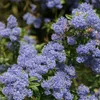 2 x  Säckelblume  - Ceanothus 'Concha'  | 30-40 cm in Produktbild-Vorschau 1
