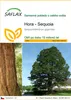 SAFLAX - Hora - Sequoia - Sequoiadendron gigantea - 50 Náhled obrázku produktu 1