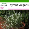 SAFLAX - Skutečný tymián - Thymus vulgaris - 200 Semena - S Náhled obrázku produktu 5