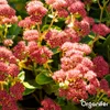 Sedum- & Gründach-Dünger - 20 kg für 400 m2 - Organifer Produktbild-Vorschau 15
