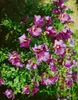 Hibiscus syriacus 'Russian Violet', Gartenhibiskus, Produktbild-Vorschau 2