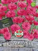 SPERLI Kornblumensamen Rote Lola Centaurea cyanus 35 Produktbild-Vorschau 3