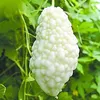 Čínsky horký melón biele perlové semená pre domácu záhradu Náhľad obrázku produktu 2
