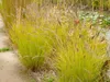 Stauden Gänge 3 x Pennisetum alopecuroides 'Hameln Gold ®' Produktbild-Vorschau 4