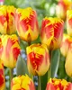 Tulipes Banja Luka bulbes de fleurs 50 pièces. Voir les images du produit 4