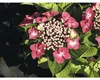 Hortenzie velkolistá červená FloraSelf Hydrangea Náhled obrázku produktu 1