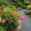 3x Dicentra spectabilis Tränendes Herz Pflanzen, Produktbild-Vorschau 1