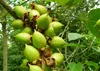 SAFLAX  - Arbre impérial - 200 graines - Paulownia Voir les images du produit 7
