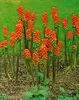 Italienischer Aronstab, im Topf - Arum italicum Produktbild-Vorschau 3