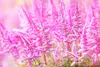 Stauden Gänge 1 x Astilbe arendsii 'Astary Rose' - Produktbild-Vorschau 4
