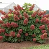 A large oakleaf hydrangea plant with pinkish-red flowers and green leaves, set against a blurred background of a greenhouse. Produktbild-Vorschau