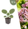 Planten van Frank | 12 Bergenia-planten | Bergenia Productafbeelding-voorbeeld 1