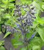 Sommer Salbei Rockin Sky Blue - Salvia hybride Produktbild-Vorschau 3