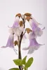 Paulownia "Nordmax 21" Blauglockenbaum im 15 cm Topf Produktbild-Vorschau 2