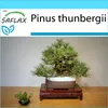 SAFLAX Dárková sada - Japonská černá borovice - Pinus Náhled obrázku produktu 6