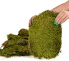 Terrario Shadow Forest Moss - muschio naturale 35x28cm Anteprima dell’immagine prodotto 3