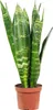 Bogenhanf - pflegeleichte Zimmerpflanze, Sansevieria Produktbild-Vorschau 1