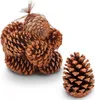 A bag of pine cones and one pine cone on a white background. Produktbild-Vorschau