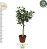 Banyan - Feige Ficus Benghalensis - 200cm hoch - Ø50cm - Produktbild-Vorschau 2