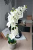 EUROPALMS Orchidee, Kunstpflanze, cremefarben, 80cm Produktbild-Vorschau 5