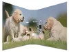 HERMA Motivordner "Animals" DIN A4 Hunde Produktbild-Vorschau 2