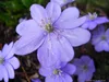 3 x Leberblümchen - Frühlingsbote in blau - Tb 9 Produktbild-Vorschau 1