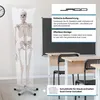 Jago® Menschliches Anatomie Skelett 181.5 cm - inkl. Produktbild-Vorschau 15