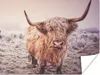 MuchoWow® Poster Schottische Hochlandbewohner - Licht - Produktbild-Vorschau 1