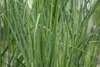 Panicum virgatum 'Northwind', Rutenhirse, aufrecht, 3-5 Produktbild-Vorschau 17