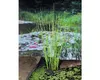Přeslička japonská FloraSelf Equisetum japonica květináč Ø Náhled obrázku produktu 1