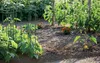 Pflanzenhalter Tomatensäule Blumenhalter Rankhilfe Produktbild-Vorschau 6