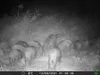 Outdoor Wildlife Hunting Trail und Wildkamera OXE Gepard Produktbild-Vorschau 36