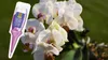 Orchideen-Nährstoff 0,03 l - Hochwertig - Nährstoffreich - Produktbild-Vorschau 5