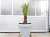 Yucca Faxoniana, 140 cm, Stamm 30 cm, Faxon Yucca, Produktbild-Vorschau 1