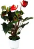 Kwiat flaminga "Rainbow Champion" pomara?czowy Anthurium Podgląd zdjęcia produktu 1
