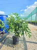 A potted citrus tree with green leaves and small green fruits, placed outdoors in what appears to be a nursery or greenhouse setting with gravel ground and netting overhead. Anteprima dell’immagine prodotto