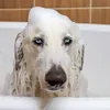 Shampoo per cani e gatti a pelo bianco ipoallergenico 250 Anteprima dell’immagine prodotto 4