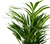 Bloomique - Dypsis Lutescens - Goldfruchtpalme - Areca Produktbild-Vorschau 3