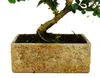 Pokojový bonsai – v moderní designové keramice – pokojový Náhled obrázku produktu 3