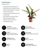 Korbmarante - Calathea lancifolia Produktbild-Vorschau 2