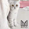 A silver tabby cat is looking at the camera, with a pink litter box and cat litter in the background. A logo is present in the bottom right corner. Náhľad obrázku produktu