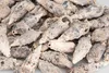 Cerithium aluco 0,5 kg 5-7,5 cm ca. 34-45 Stück Produktbild-Vorschau 3