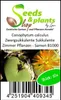 10x Conophytum calculus Zwergsukkulente Sukkulente Zimmer Produktbild-Vorschau 3