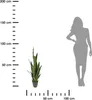 Sansevieria artificielle, 92 cm Voir les images du produit 3