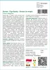 SAFLAX - Bonsai - Figa Buddy - 100 Nasiona - Z podłożem Podgląd zdjęcia produktu 3