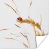 MuchoWow® Poster Marienkäfer im Gras 75x75 cm - Wand Produktbild-Vorschau 1